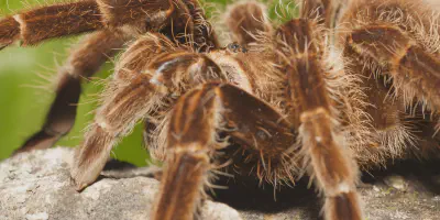 /img/21894-tarantula-handling.webp