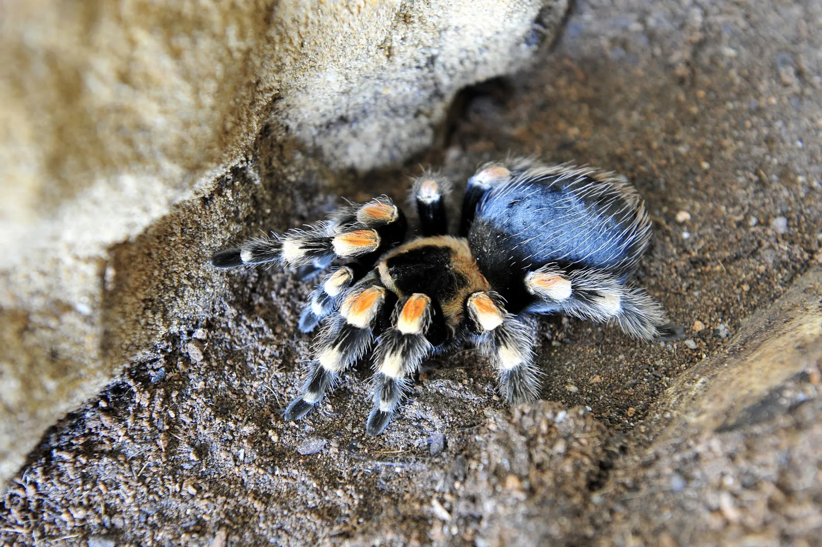 21895 healthy tarantula