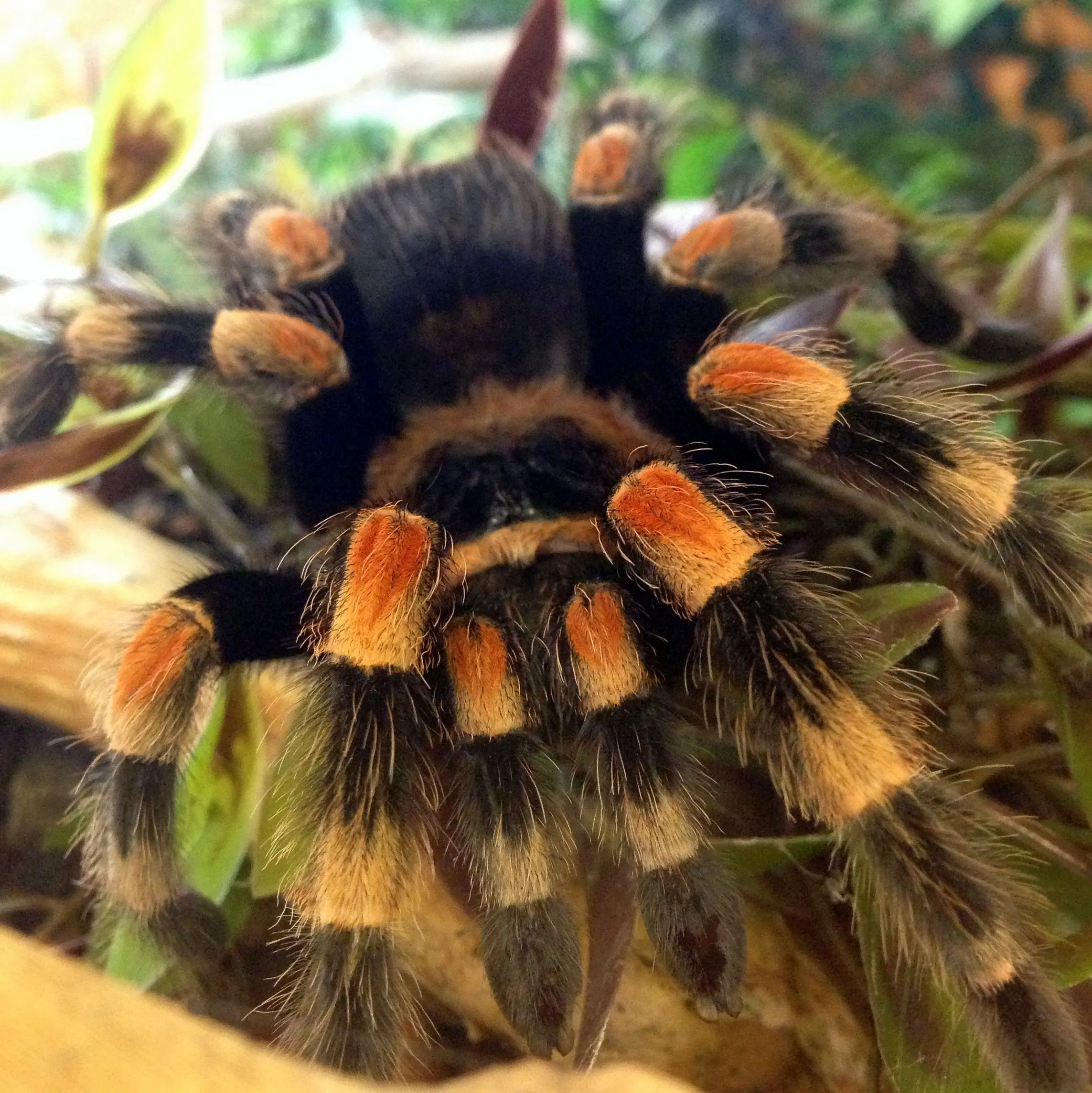 21895 malaysian tarantula legal