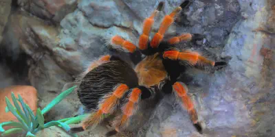 /img/21895-tarantula-maintenance.webp