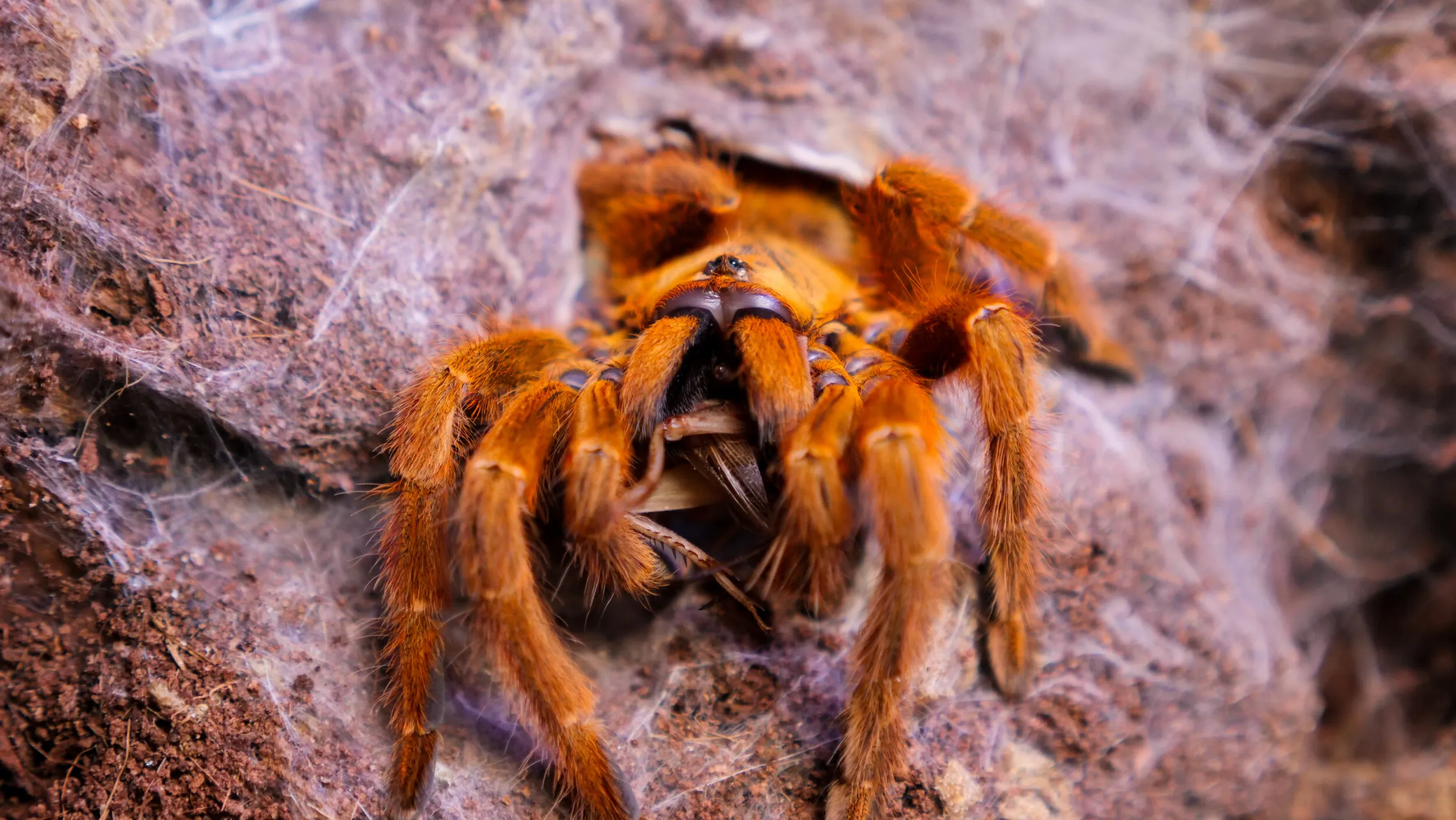 21896 pss tarantula conservation