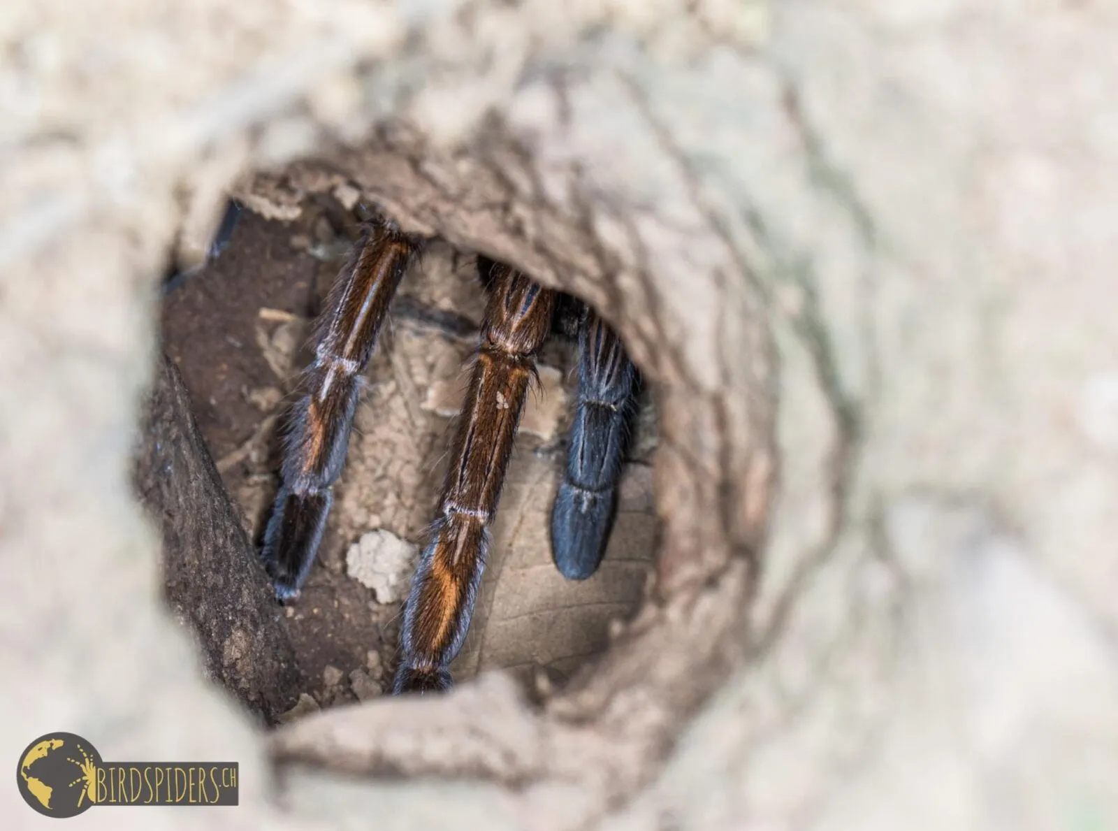 21896 pss tarantula feeding