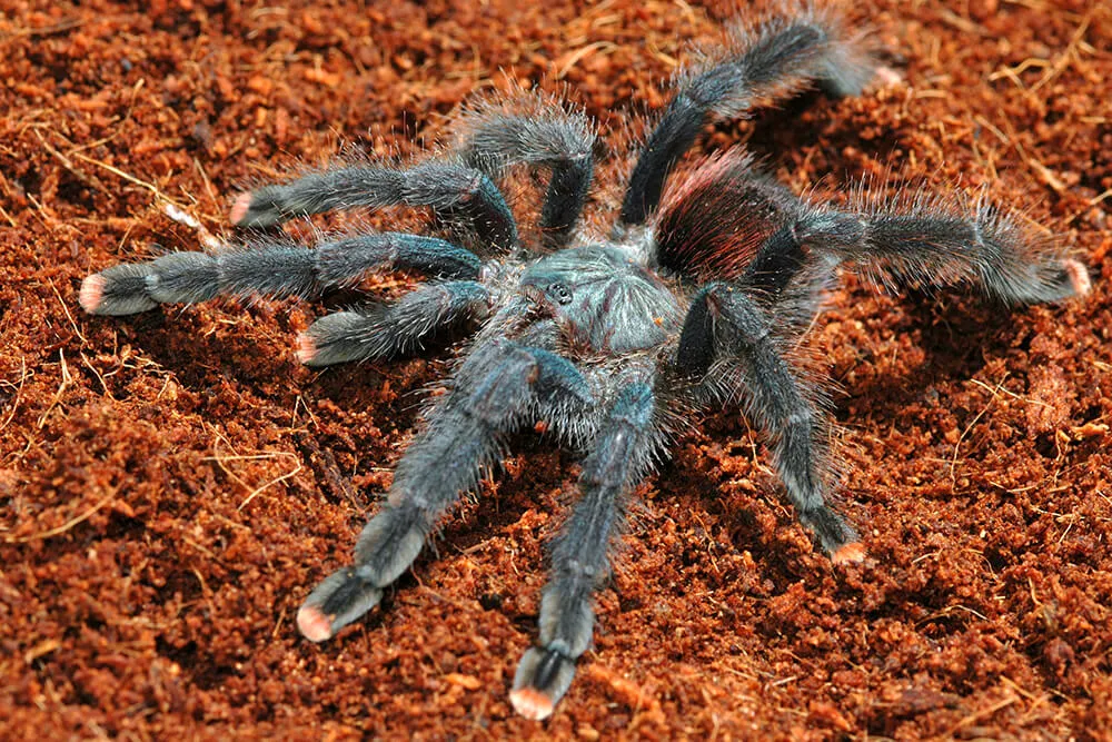 /img/21896-pss-tarantula-species.webp