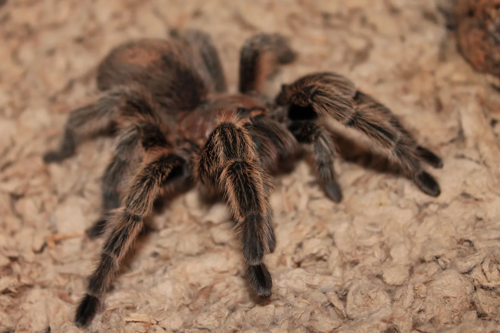 21898 superworms tarantula