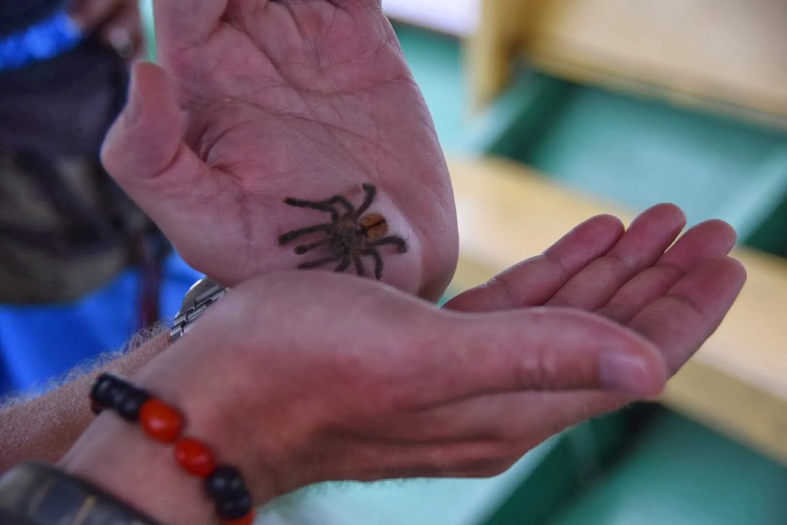 21899 pink toe tarantula handling