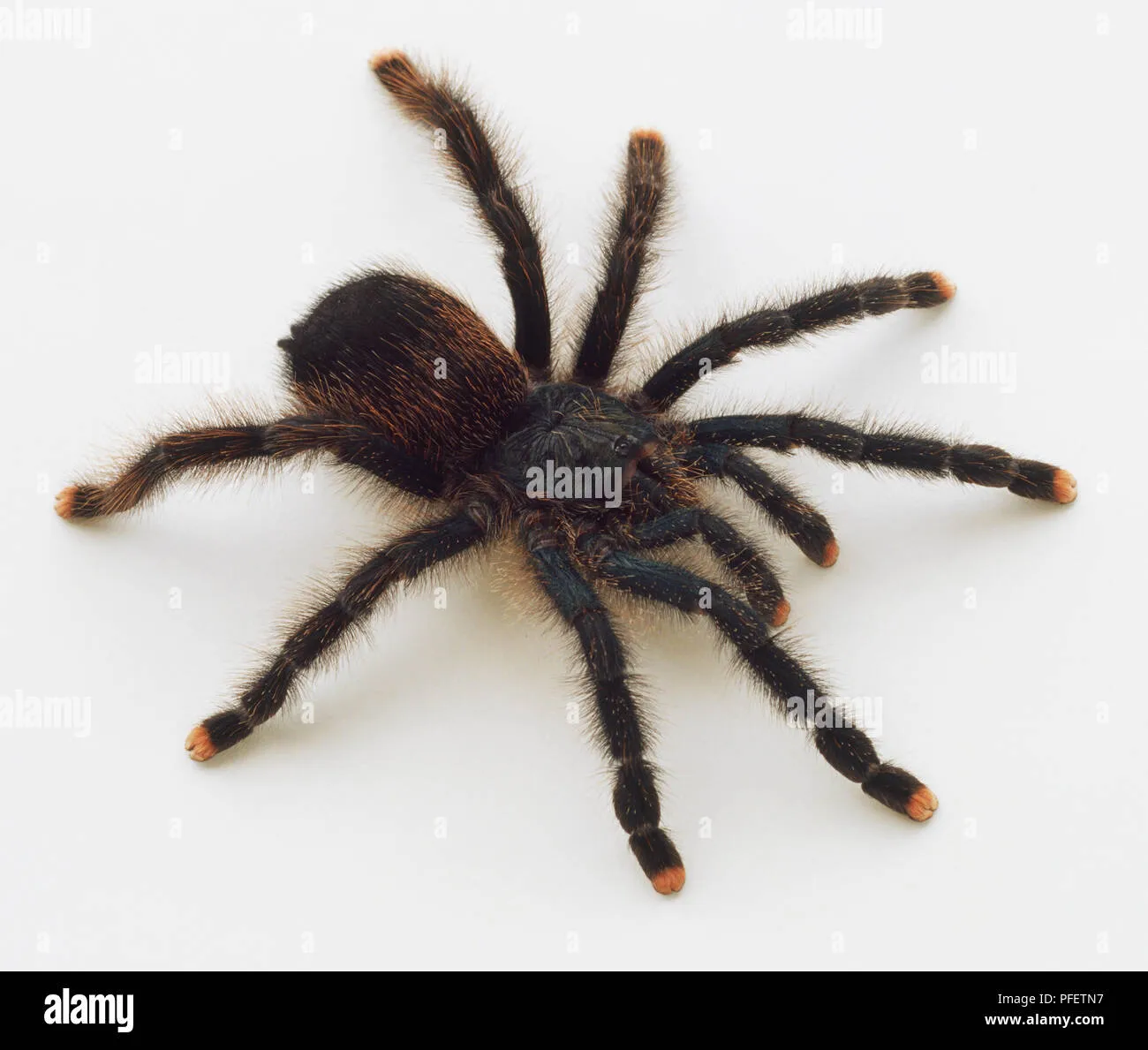 /img/21899-pink-toe-tarantula-health.webp