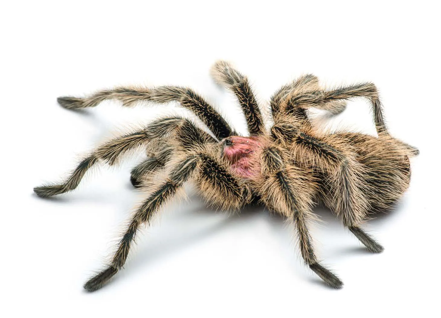 21901 rose hair tarantula venom pain level