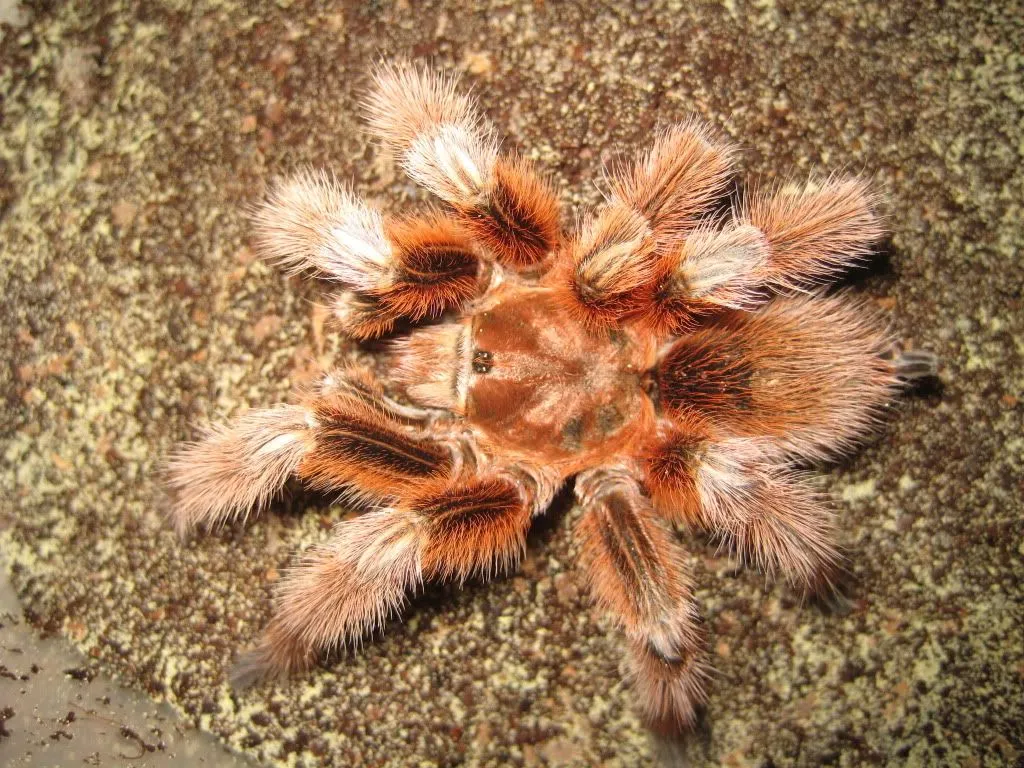/img/21901-tarantula-venom-myths.webp