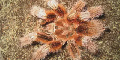 /img/21901-tarantula-venom-myths.webp