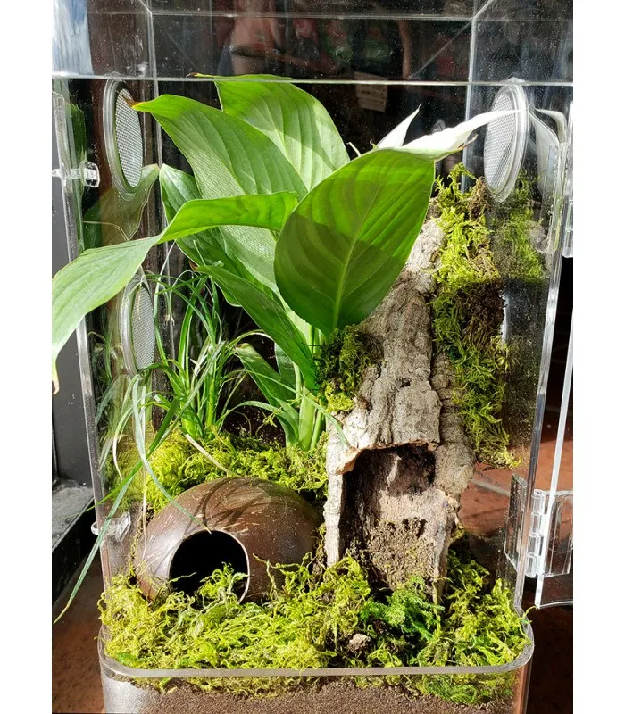 21902 tarantula enclosure decor