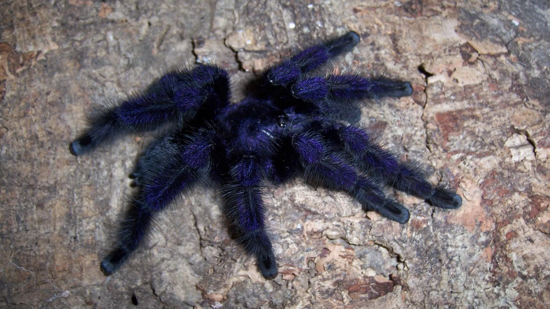 21903 tarantula camera setup