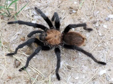 21903 tarantula filming equipment