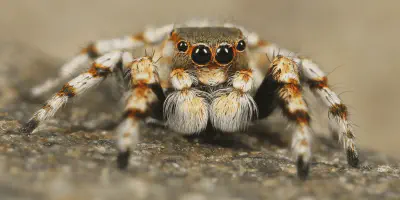 /img/21903-tarantula-sharing-video.webp