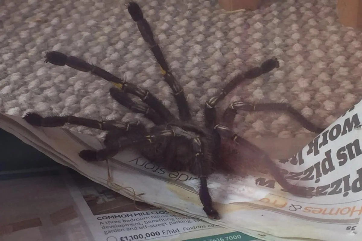 21904 handling tarantula