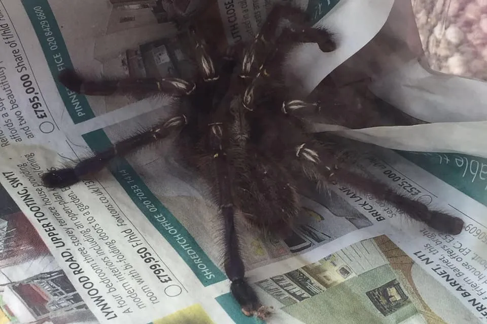 21904 tarantula feeding