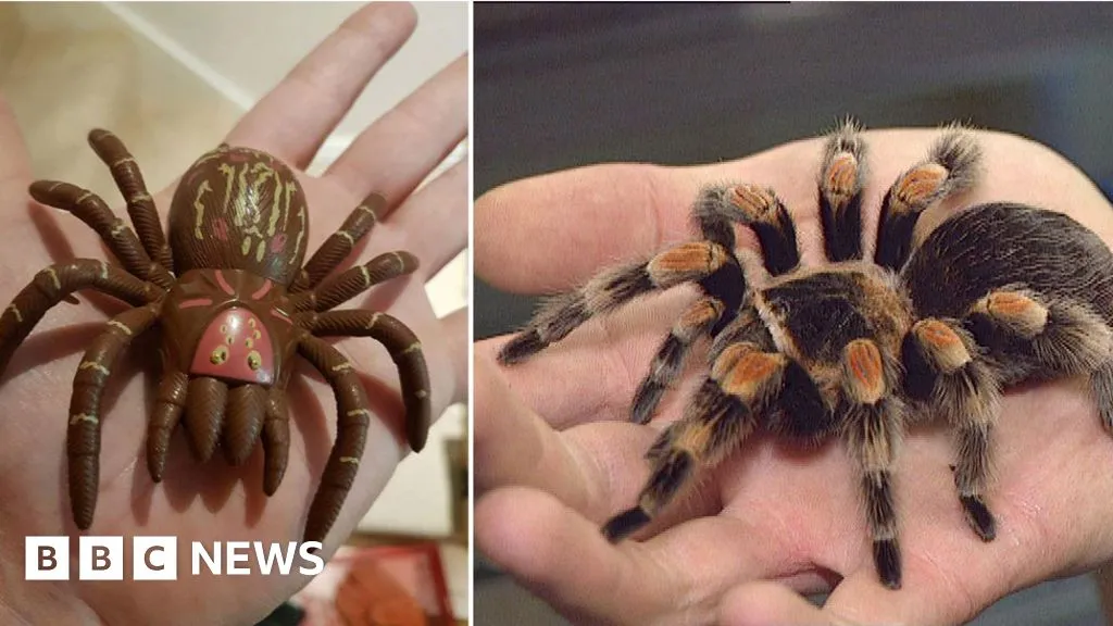 21904 tarantula for sale uk 1