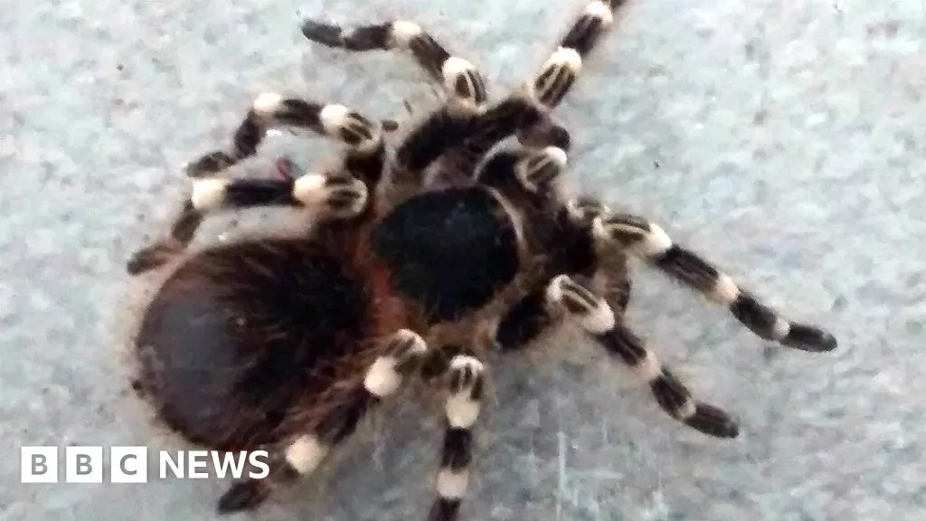 21904 tarantula for sale uk 2