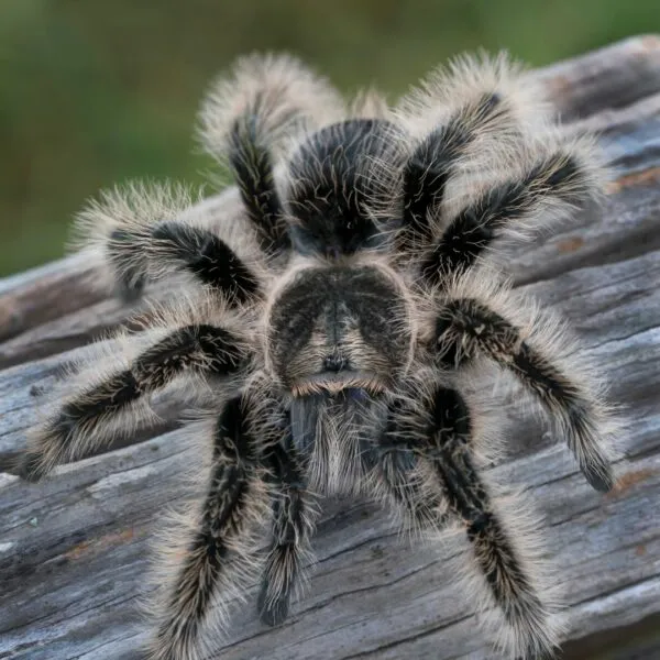 /img/21904-tarantula-health.webp