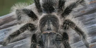 /img/21904-tarantula-health.webp