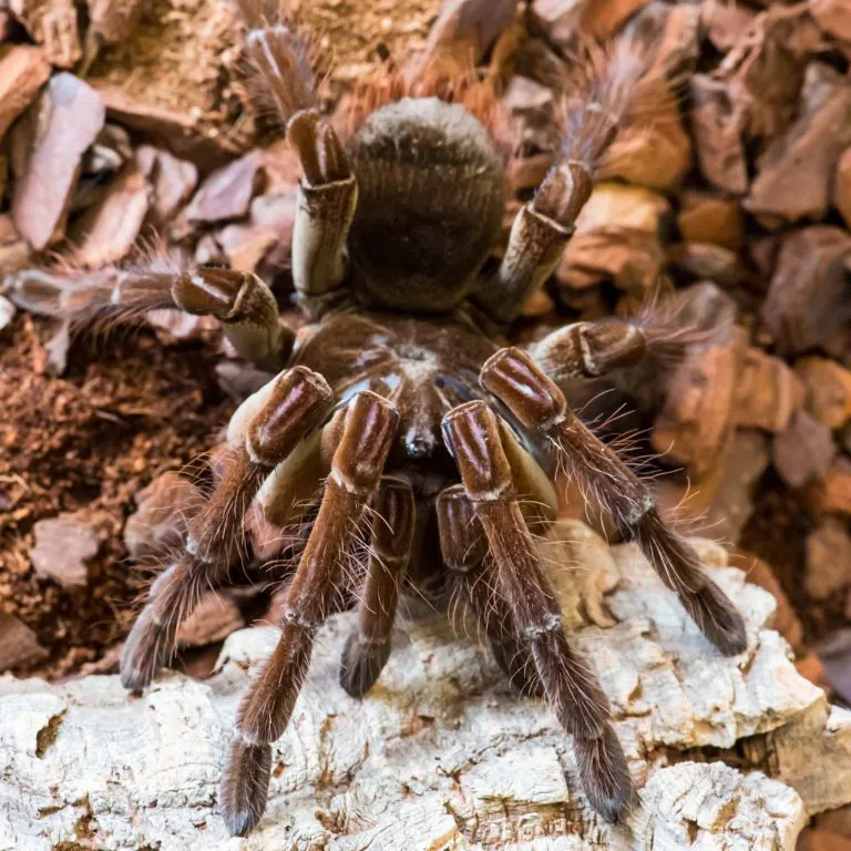 21904 tarantula molting