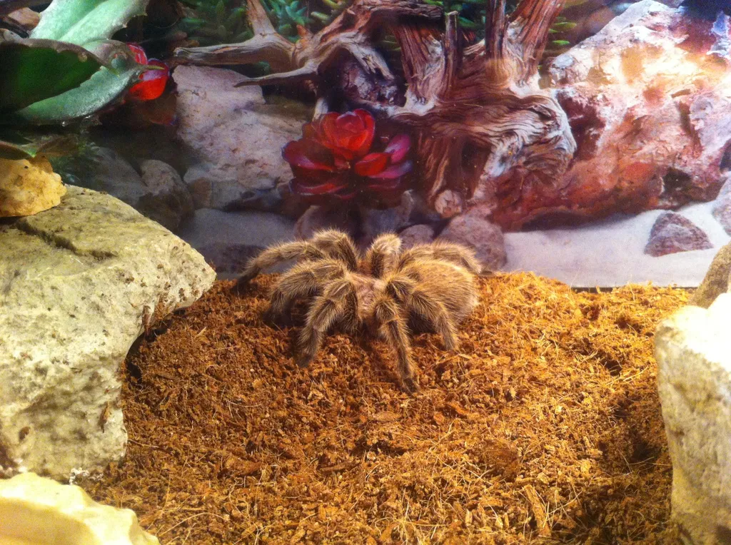 21906 rosie tarantula amazon habitat