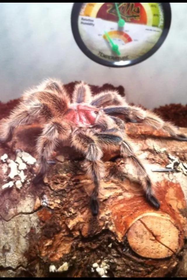 /img/21906-rosie-tarantula-amazon-resources.webp