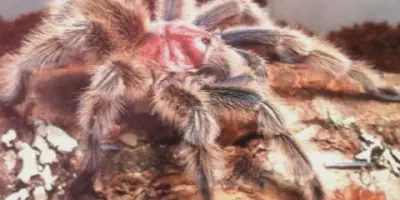 /img/21906-rosie-tarantula-amazon-resources.webp
