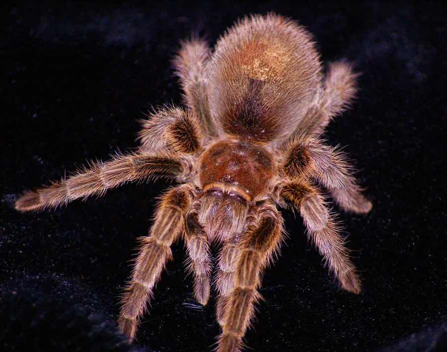 21906 rosie tarantula amazon substrate