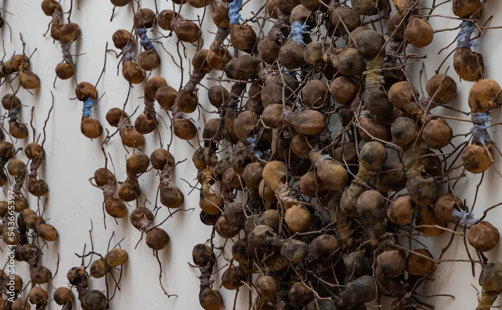 21907 ant infestation