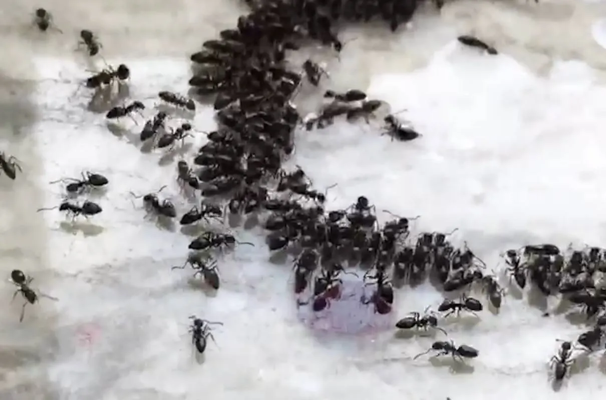 21907 ants tarantula