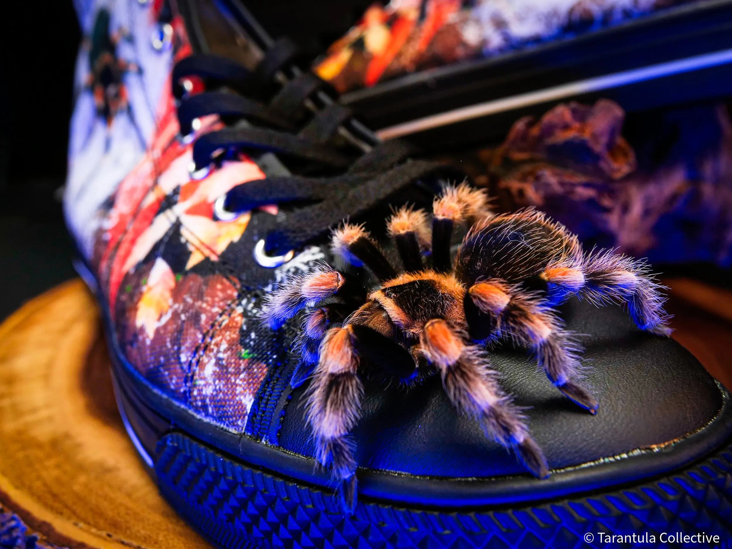 /img/21908-tarantula-local.webp