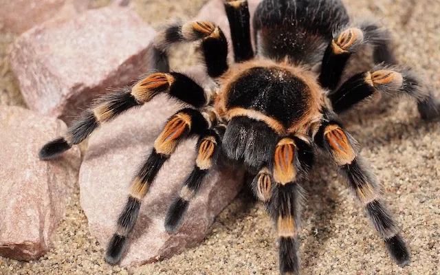 21909 female tarantula