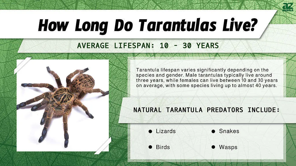 /img/21909-tarantula-molting.webp
