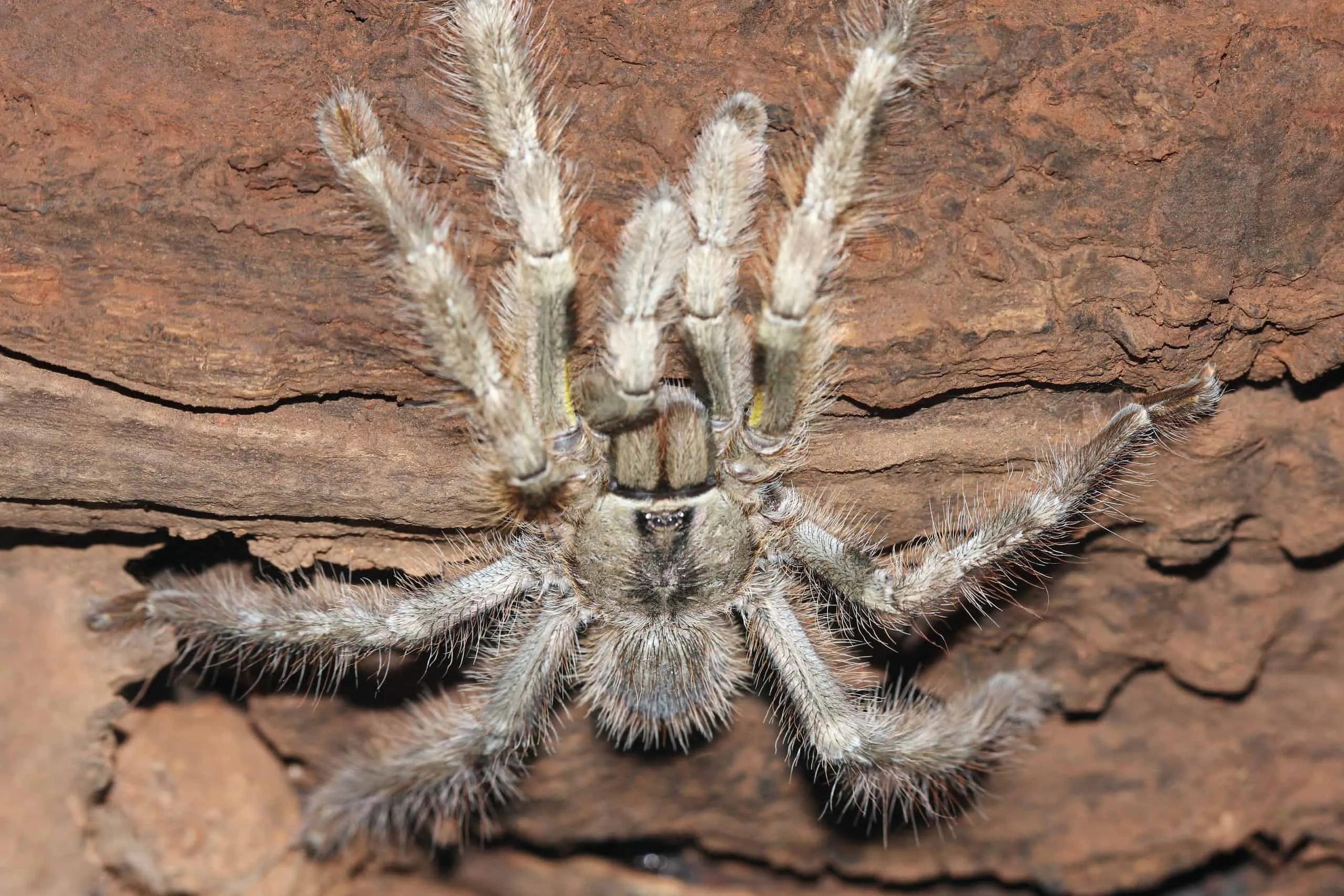 21909 tarantula species