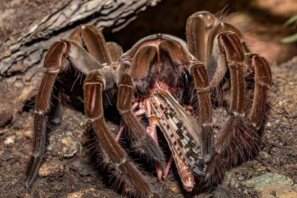 /img/21910-bird-eating-tarantula-defenses.webp