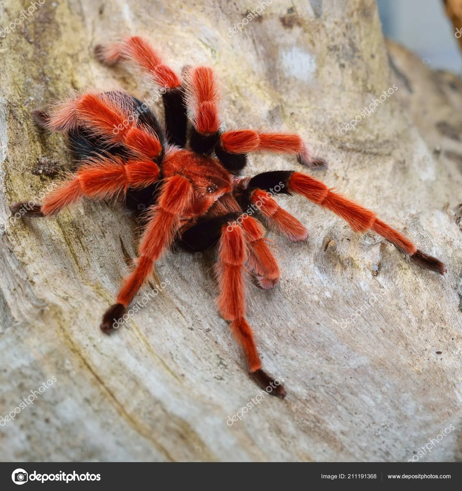 21910 bird eating tarantula hunting
