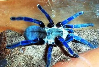 21912 cobalt blue tarantula close up