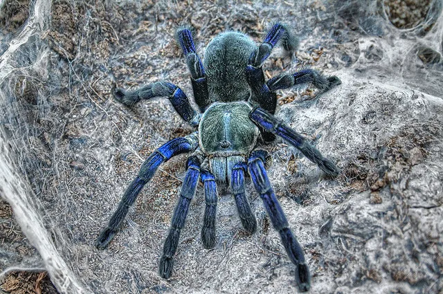 21912 cobalt blue tarantula in habitat