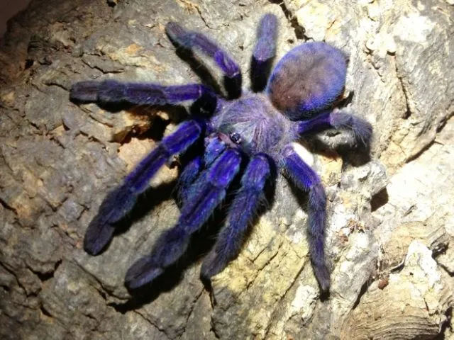 /img/21912-cobalt-blue-tarantula-south-africa-map.webp