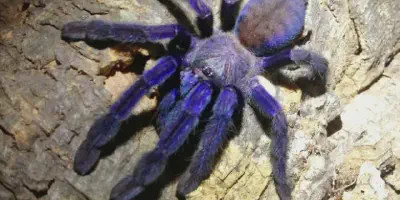 /img/21912-cobalt-blue-tarantula-south-africa-map.webp