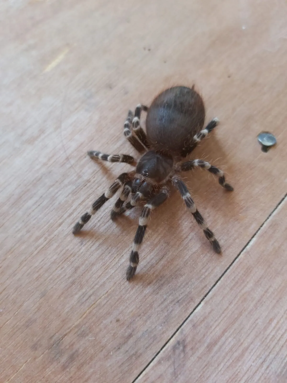 21918 acanthoscurria geniculata close up
