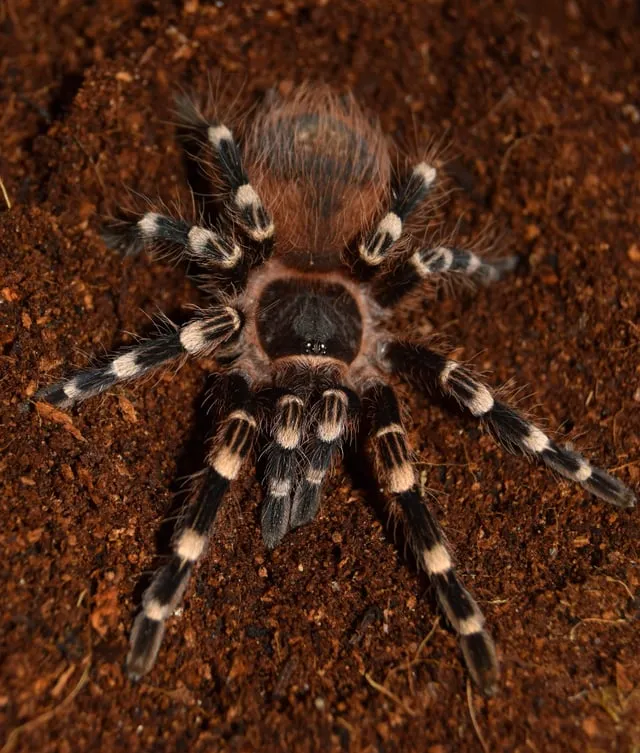 /img/21918-white-banded-tarantula-conservation.webp