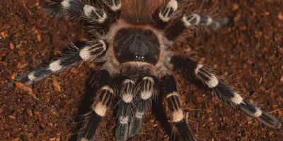 /img/21918-white-banded-tarantula-conservation.webp