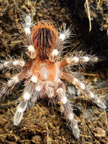 21918 white banded tarantula feeding