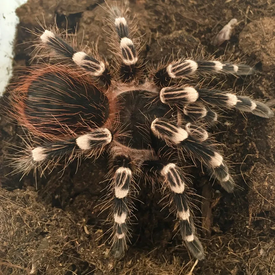 21918 white banded tarantula molting
