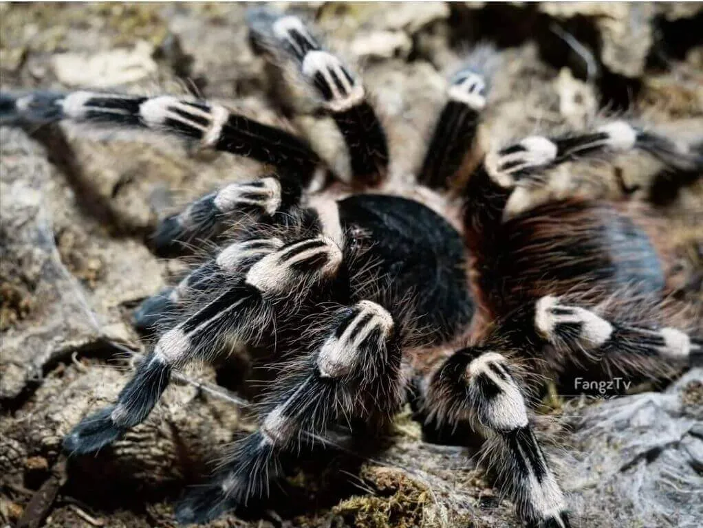 21918 white banded tarantula venom
