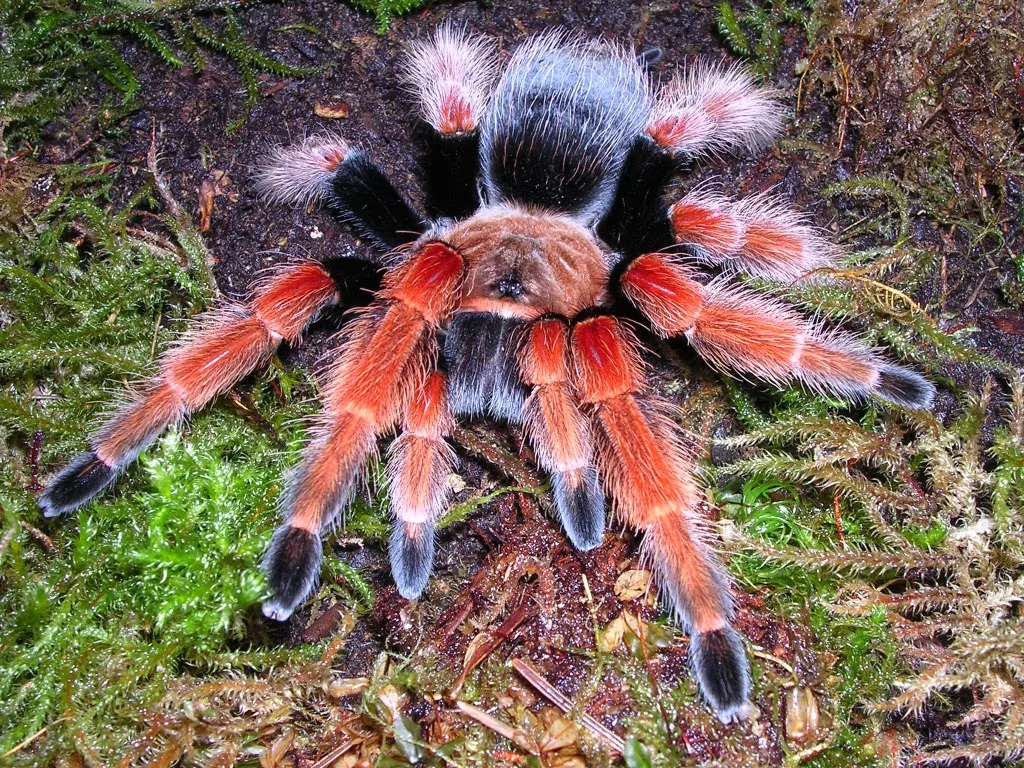 21919 tarantula classification