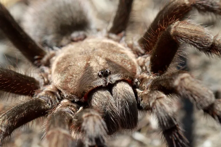 21919 tarantula feeding