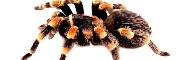 /img/21919-tarantula-handling.webp