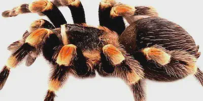/img/21919-tarantula-handling.webp